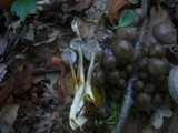 Mycena inclinata image