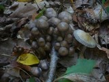 Mycena inclinata image