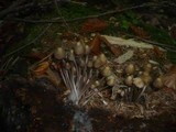 Mycena stipata image