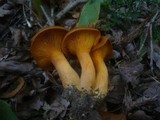 Omphalotus olearius image