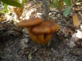 Omphalotus olearius image