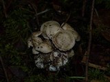 Clitocybe sclerotoidea image