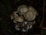Clitocybe sclerotoidea image