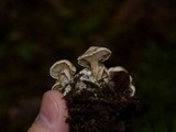 Clitocybe sclerotoidea image