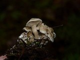 Clitocybe sclerotoidea image