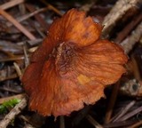 Rhodocybe nitellina image