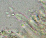 Rhodocybe nitellina image