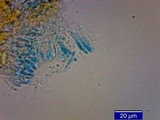 Rhodocybe nitellina image