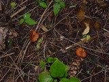 Rhodocybe nitellina image