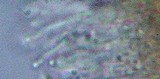 Rhodocybe nitellina image