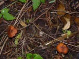 Rhodocybe nitellina image