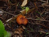 Rhodocybe nitellina image