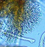 Rhodocybe nitellina image