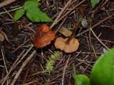 Rhodocybe nitellina image