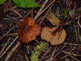 Rhodocybe nitellina image