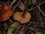 Rhodocybe nitellina image