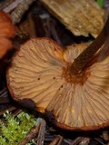 Rhodocybe nitellina image