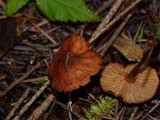 Rhodocybe nitellina image