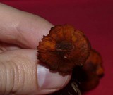 Rhodocybe nitellina image