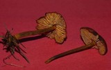 Rhodocybe nitellina image