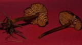 Rhodocybe nitellina image