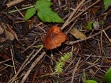 Rhodocybe nitellina image