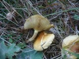 Pholiota spumosa image