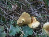 Pholiota spumosa image