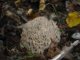 Ramaria fennica image