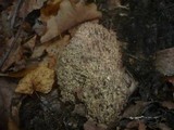 Ramaria fennica image