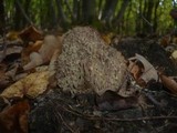 Ramaria fennica image