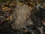 Ramaria fennica image
