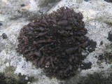 Leptogium schraderi image