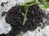 Leptogium schraderi image