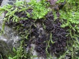 Leptogium schraderi image