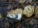 Ramaria pallidosaponaria image