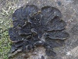 Collema furfuraceum image