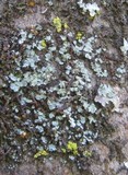 Normandina pulchella image