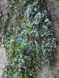 Normandina pulchella image