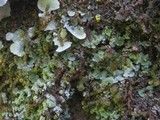 Normandina pulchella image