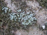 Normandina pulchella image