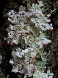 Hypogymnia physodes image