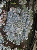 Heterodermia speciosa image