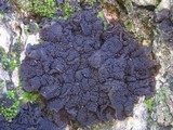Collema auriforme image