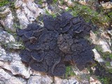Collema auriforme image