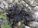 Collema auriforme image