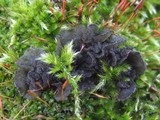 Leptogium brebissonii image