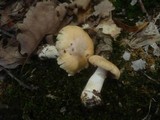Cortinarius caperatus image