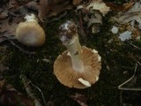 Cortinarius caperatus image