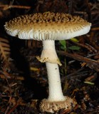 Amanita australis image